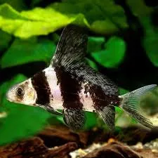 Чукучан (лат. - Myxocyprinus asiaticus)